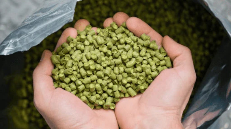 Tout savoir sur le houblon : l’ingrédient star de la bière artisanale